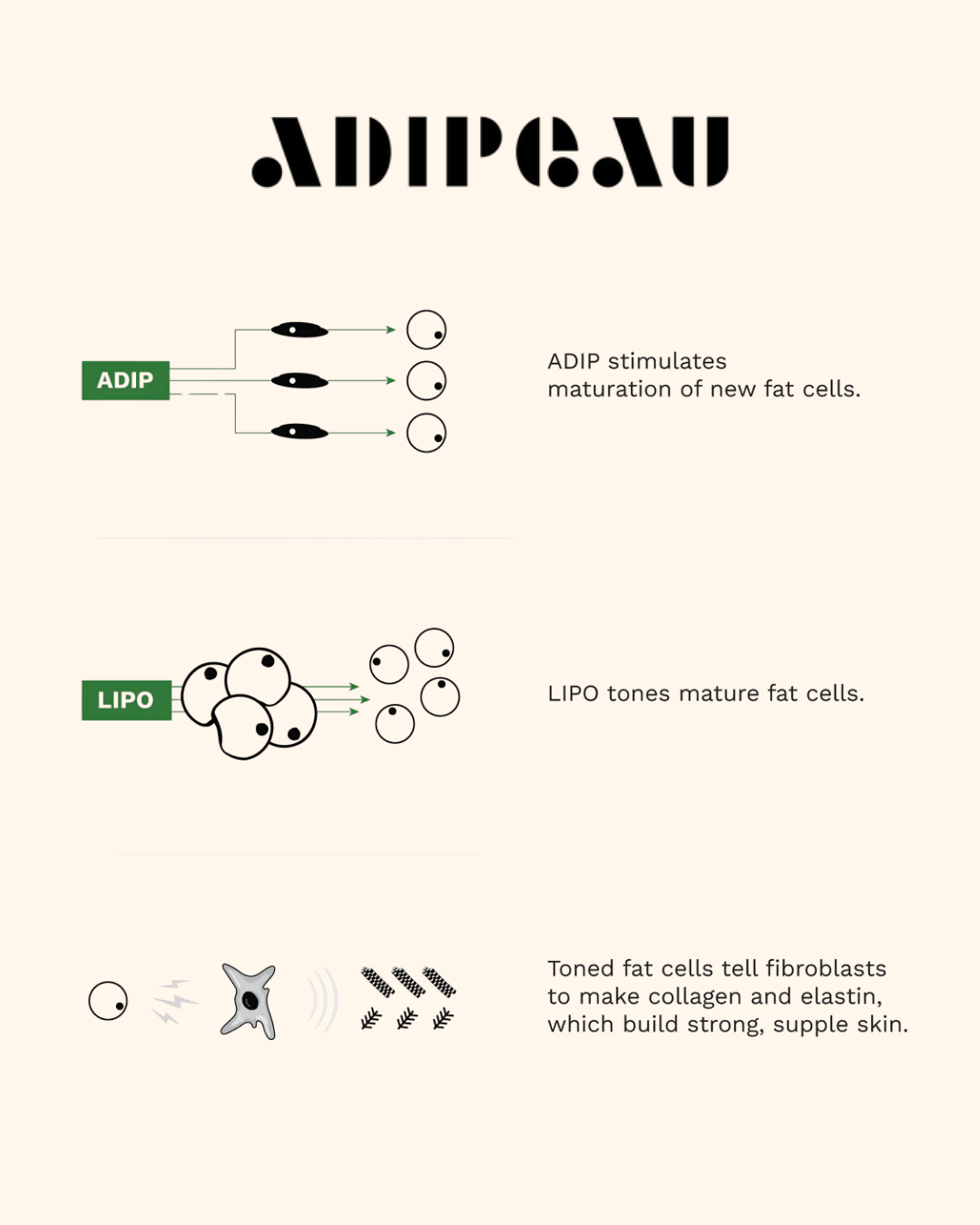 Adipeau Volume Cream